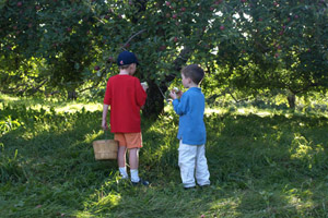 In the orchard
