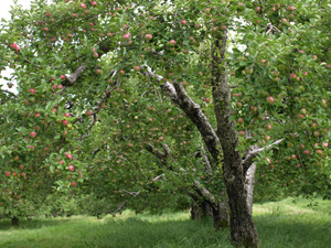 Pick your own apples